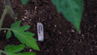Heirloom Tomatoes