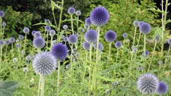 Blue, spiky bubbles like little space houses