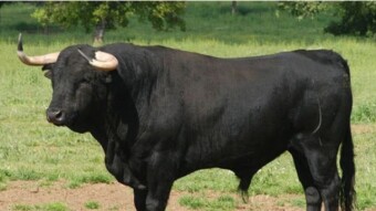 Are we going for the Bull Market?