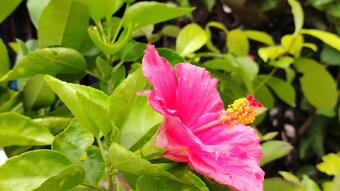Flowers photography
