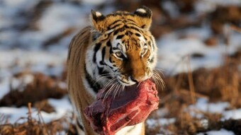 Carnivore Diet: 45 Day Follow Up