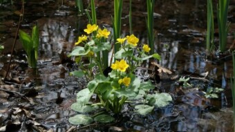 Weekday Nature Walk: Wetland Wonders