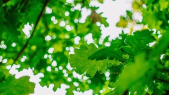 The Law of Growth