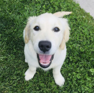Photography: Lola Golden ready for a walk.