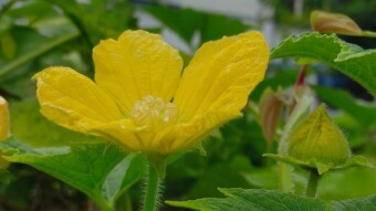 Flower Photography