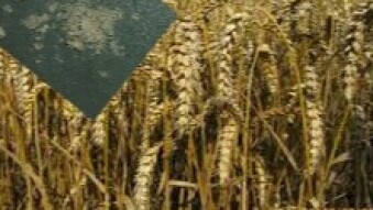 Scientists Put Zinc on Bread Wheat to Solve Zinc Deficiency