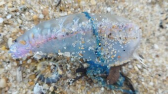 Portuguese Man o' War - The poisonous sea jellyfish