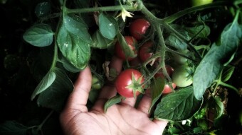 Is This The Time To Start Growing Your Own Food?