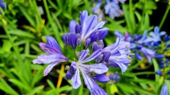 American lily flower photography
