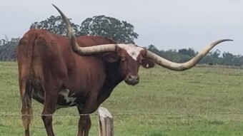 Meaty Subjects….(Moo, Peep, Oink)