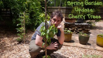 Spring Garden Update: Cherry Trees