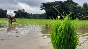 Paddy Cultivation photography of my self,(NEVLU123)