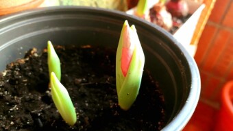 Tulips that give us color and hope