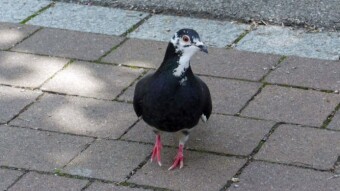 Today is a classic, quite intense walk in the park and around the pond - My Actifit Report Card: June 5 2024