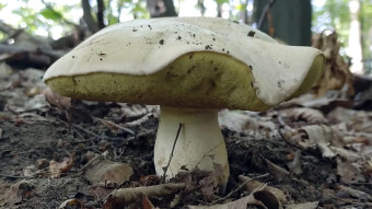 Rooting bolete or Whitish bolete - a rare species among giants