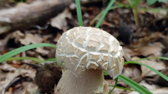 It looked like a warted amanita - and here's a surprise