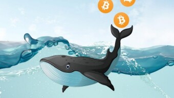 Why the out of the ocean whales will never be your friends.