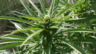 Introduction to my grow