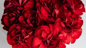 Roses are red
