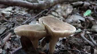 A slightly different Lactarius than all others - Lactarius pterosporus