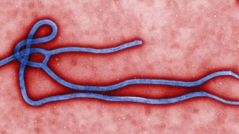 DR Congo Reported New Ebola Case 2 Days Before Declaring End of Epidemic