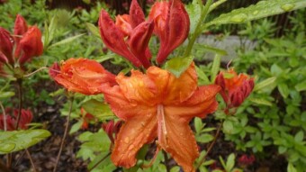 Beautiful flowers of the Silesian Park - Japanese rhododendron or Azalea