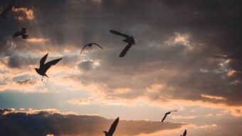 Hide Me In The Shadow of Your Wings