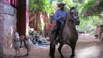 Mexican Horse Shocks From The 19th Century