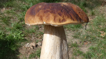 Mushrooms occurring in Europe - mushroom rarities - Boletus edulis