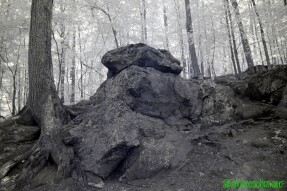Infrared Photography - Large boulder with tree growing on it