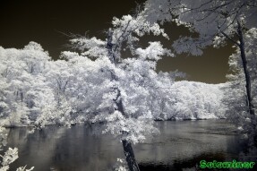 Infrared Photography - Out on a rock at Sweetwater Creek State Park