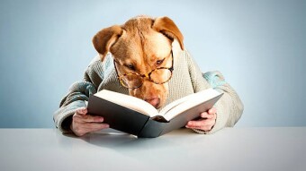 Why Now Is The Best Time To Start A Pet Care-Related Business