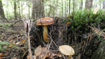 Bay bolete - large, healthy and record-breaking