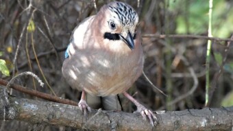The bird youth are distrustful, it takes time. Beautiful weather to meet winged friends, and there were many of them today