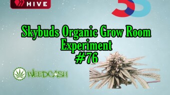 SkyBuds Organic Grow Room Living Soil Experiment #76 - Fall Fade - Almost The End