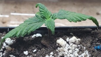 Macro Growlog Week #2