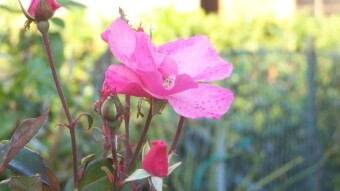 It is October, but some flowers don't know