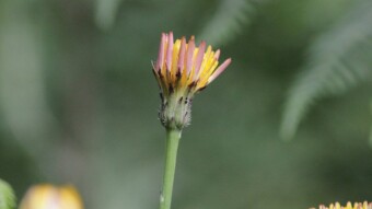 Trip to Macro World Over Couce - Valongo | Portugal