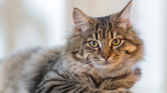 Something To Be Aware Of If You Own An Older Cat