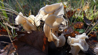 Fascinating mushroom shapes - Helvella crisp