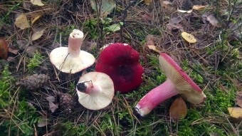Edible lamellar mushrooms - Gołąbek herring / wine Russula xerampelina