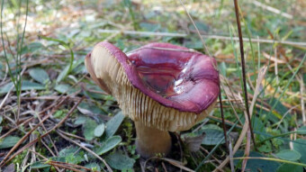If you are desperate and like the smell of herring? - this mushroom is for you - Crab brittlegill