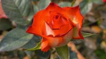 Rose Flower Photography.