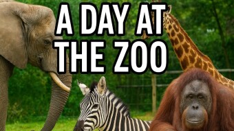 🦁 A Day at the Zoo: Rediscovering the Joy of Nature