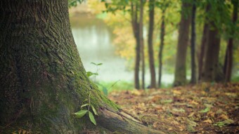 Beneath The Sycamore Tree