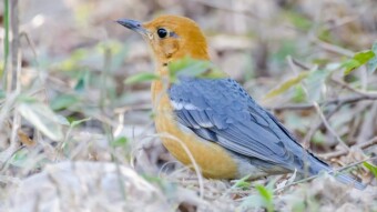 Orange-Headed Thrush - Birding / Wildlife