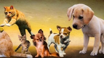 Unusual Cat And Dog-Related Words And Phrases And Their Meaning