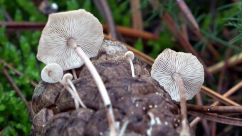 Conifer-cone baeospora - is it an arboreal fungus?
