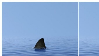 The smart advertising of the day - WWF - sharks 2019