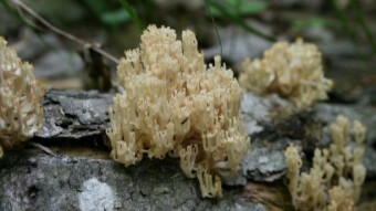 Crown-tipped Coral Fungus - A Beautiful & Edible Forest Fungi